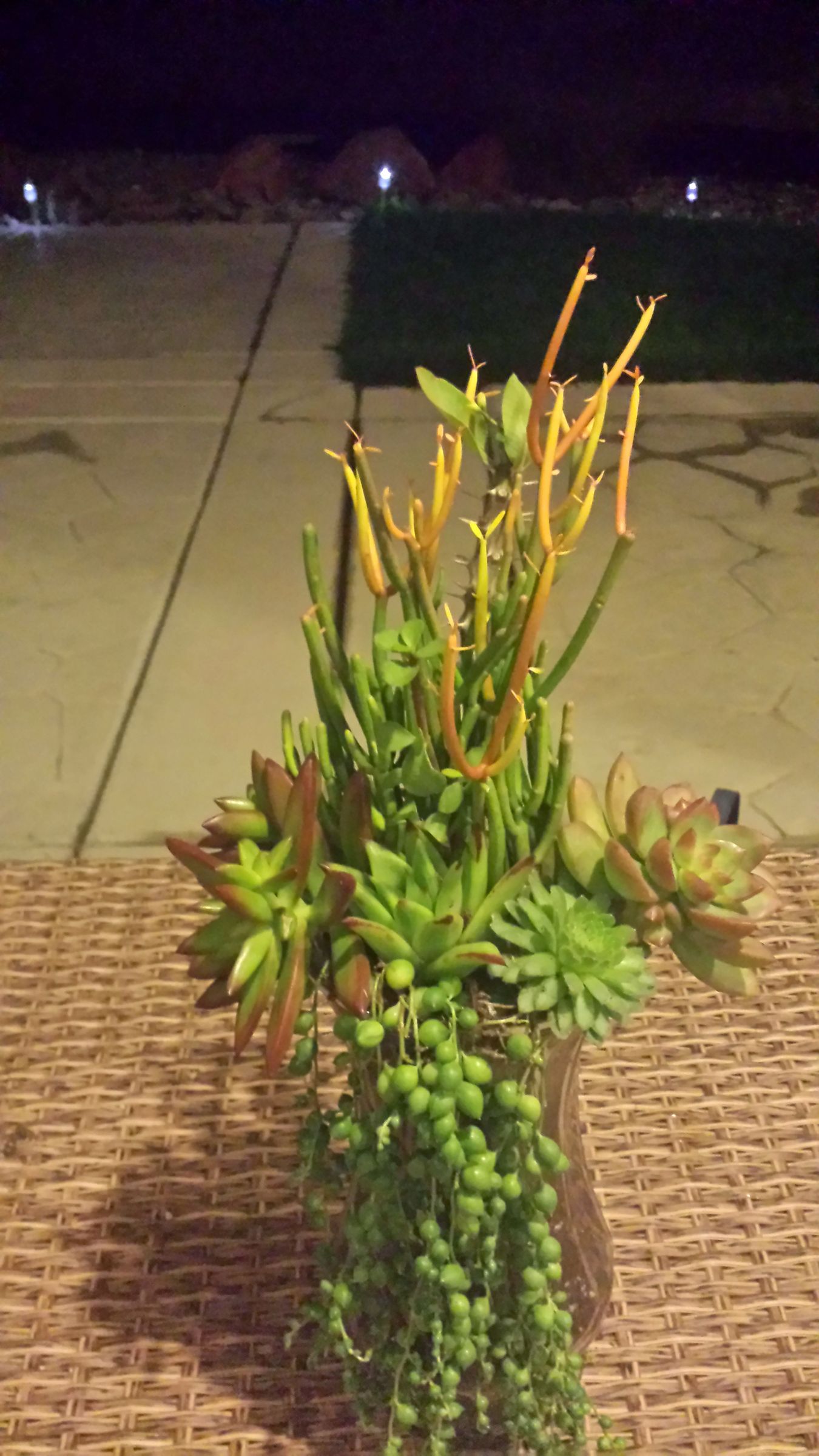 Living BouquetGrow Plants in Vase 3 Steps Instructables