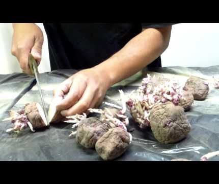 Planting Potatoes in Planters Part 1