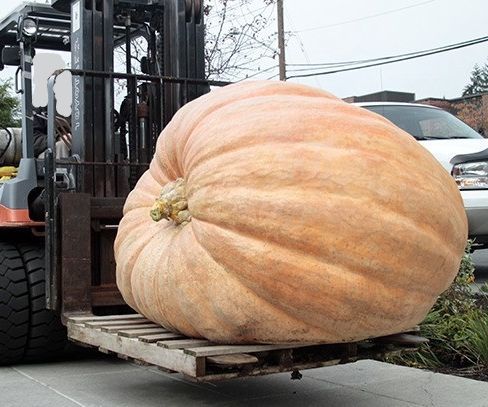 Giant Pumpkins-You Can Grow 'em Too!!