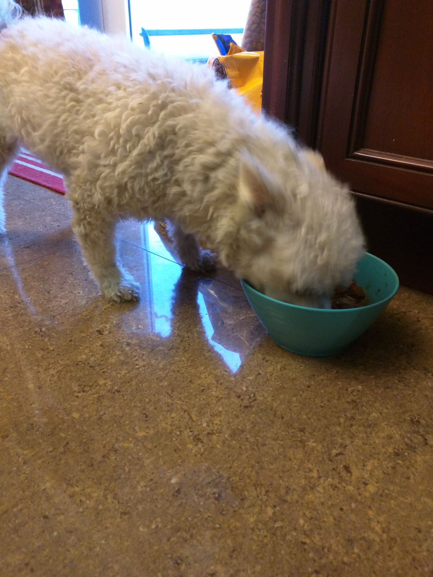How To Eat Dog Food