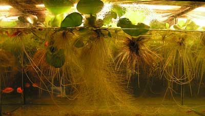 Build an Easy Aquaponics Grow System &amp; Winter Over Pond Plants