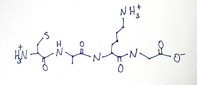 Short Peptide Chain Example How to Draw Peptide Chains : 18 Steps (with Pictures) - Instructables
