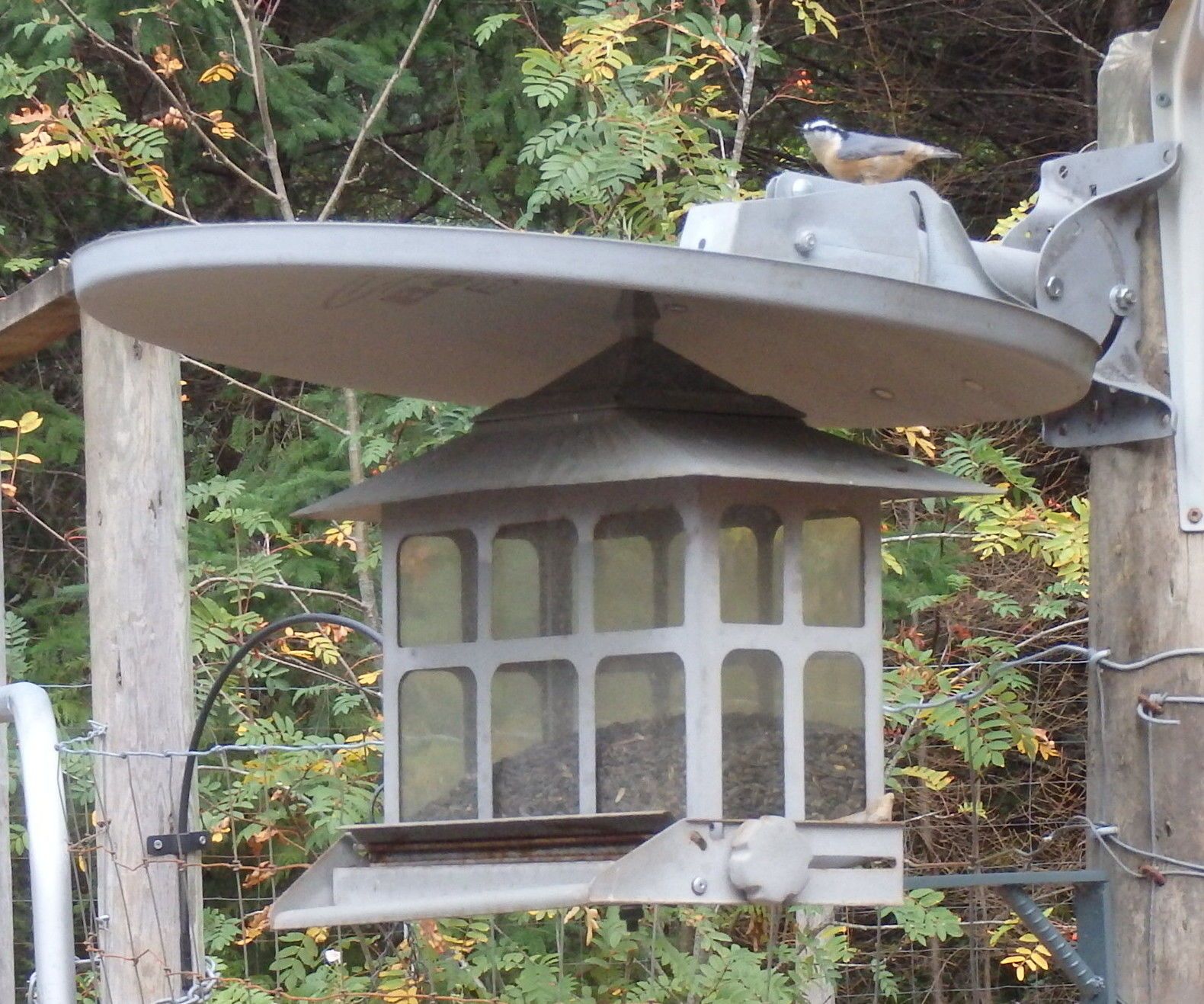 Satellite Dish for the Birds!
