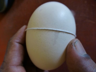 Mark on the Egg Shell