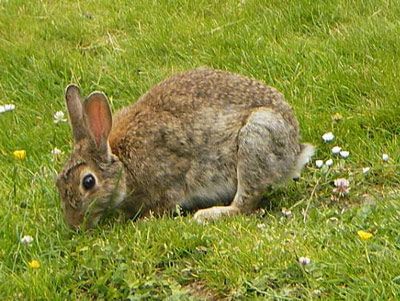 Making a Really Simple Rabbit Trap : 6 Steps - Instructables