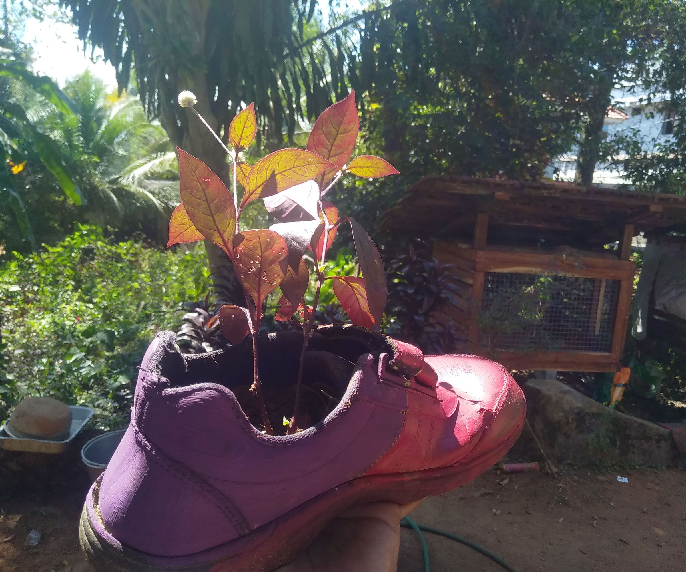 Eco Friendly Shoe Flowerpot With LED 2.0