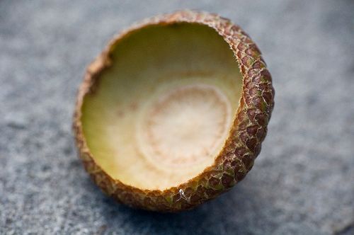 Acorn Whistle