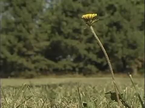 How to Get a Weed-free Lawn