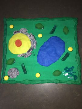 Plant Cell Model : 10 Steps - Instructables