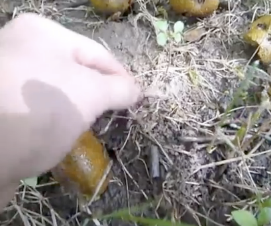 Catch Worms with Walnuts (video)