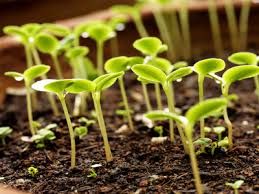How to grow seedlings