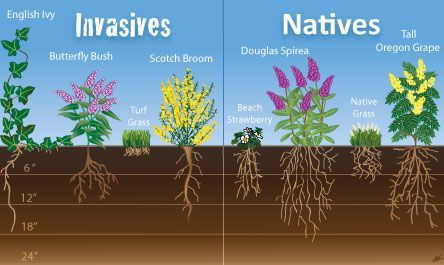 How Do Plants Help Prevent Soil Erosion