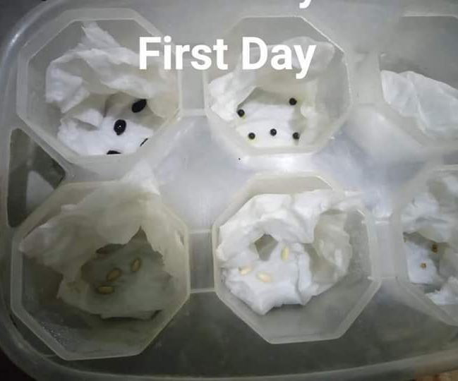 Germinating Seeds Indoor