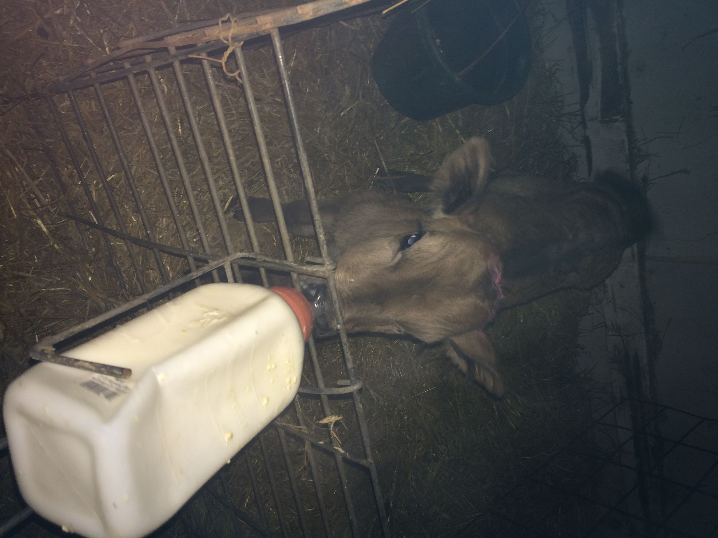 How to Feed Bottle Calves 5 Steps Instructables