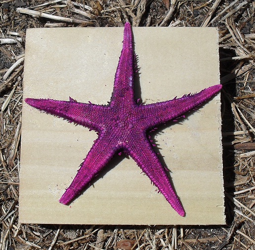 Starfish on a Piece of Wood