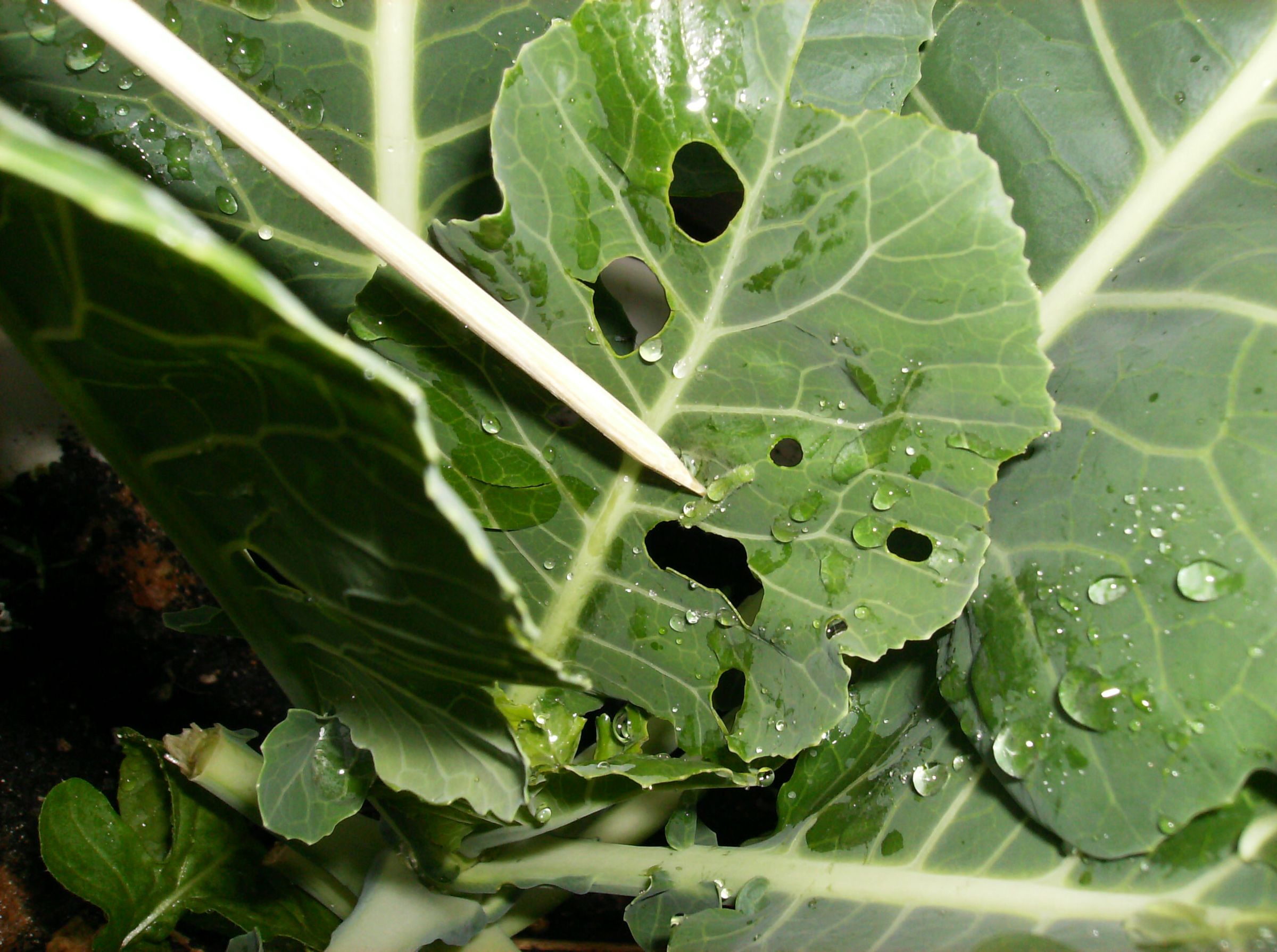 How to Identify the Cabbage Worm/Looper and Kill It: Easily!