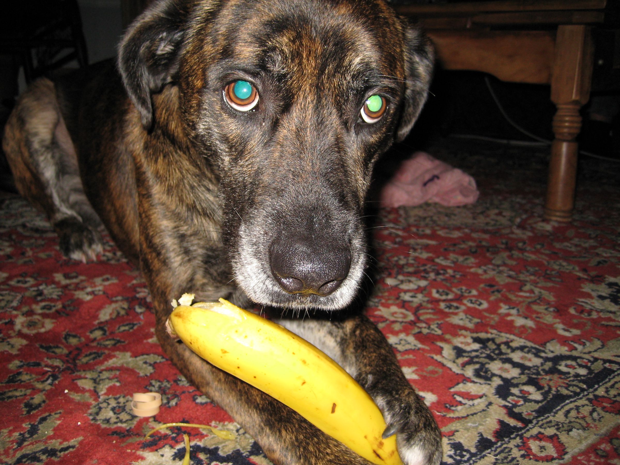 How to Eat a Banana Like a Dog