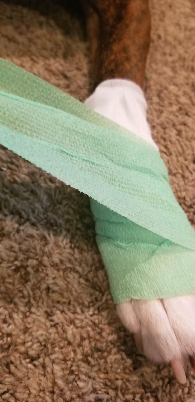 How to Bandage Your Dog's Leg 4 Steps Instructables