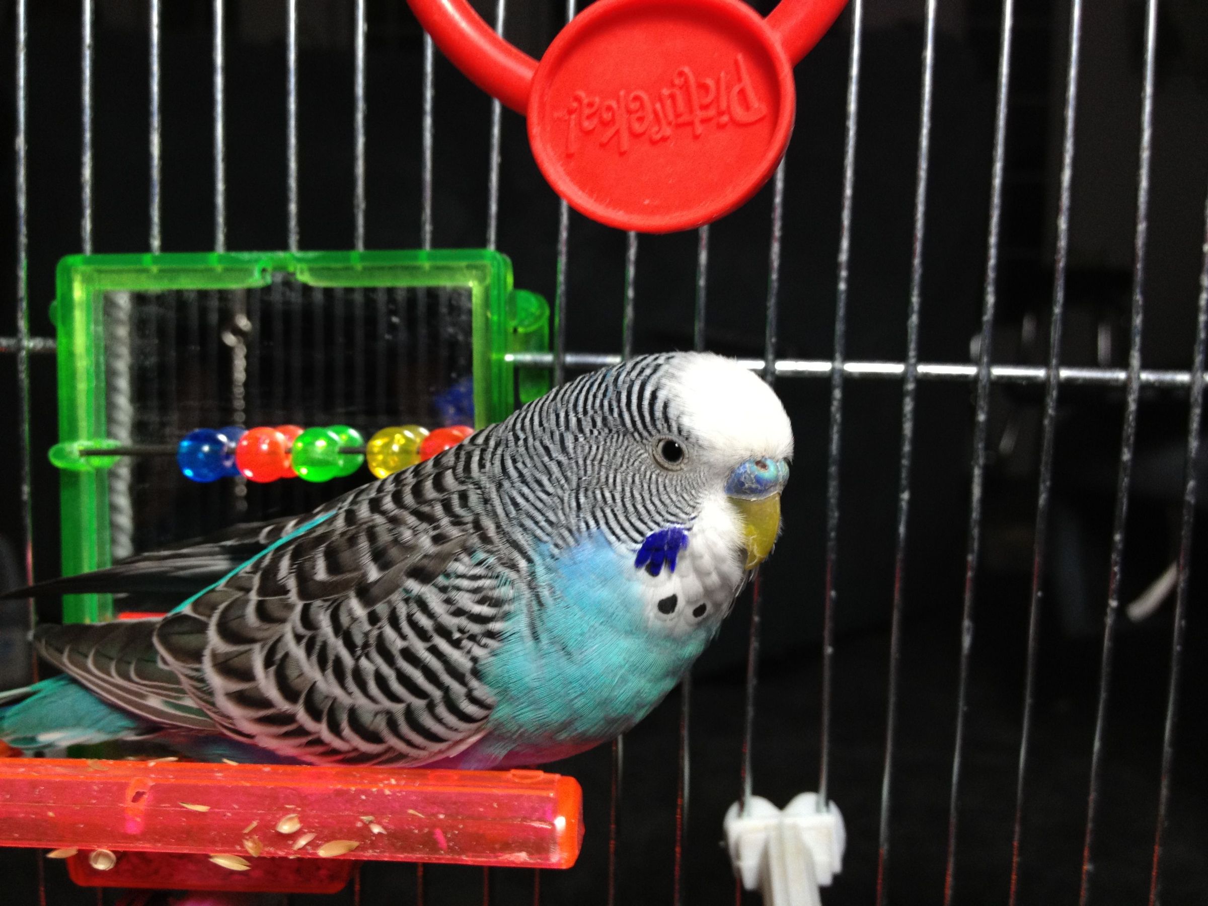 Parakeets Controlling Lights! 7 Steps (with Pictures) Instructables
