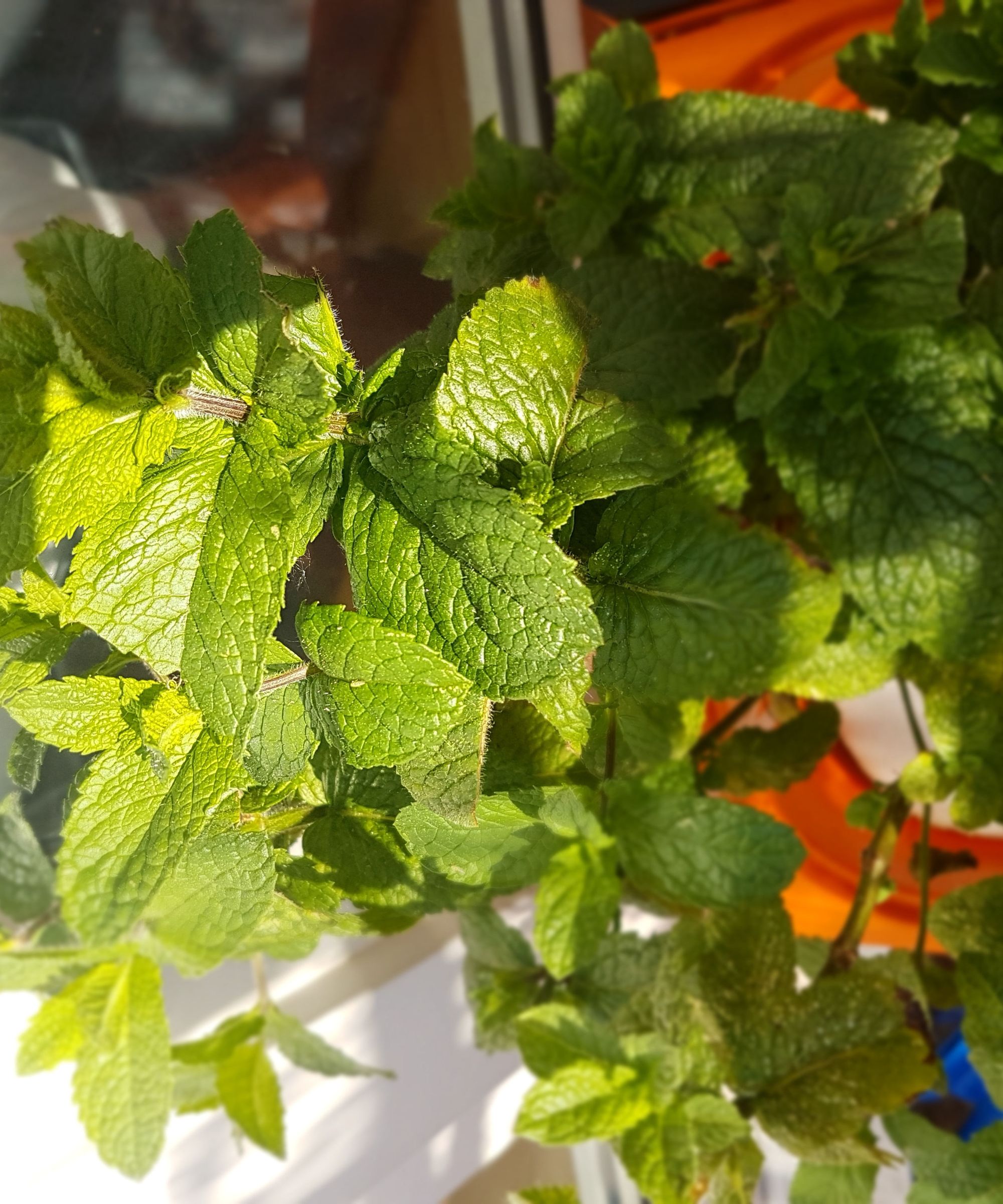 First Timer Hydroponics: the Raft System