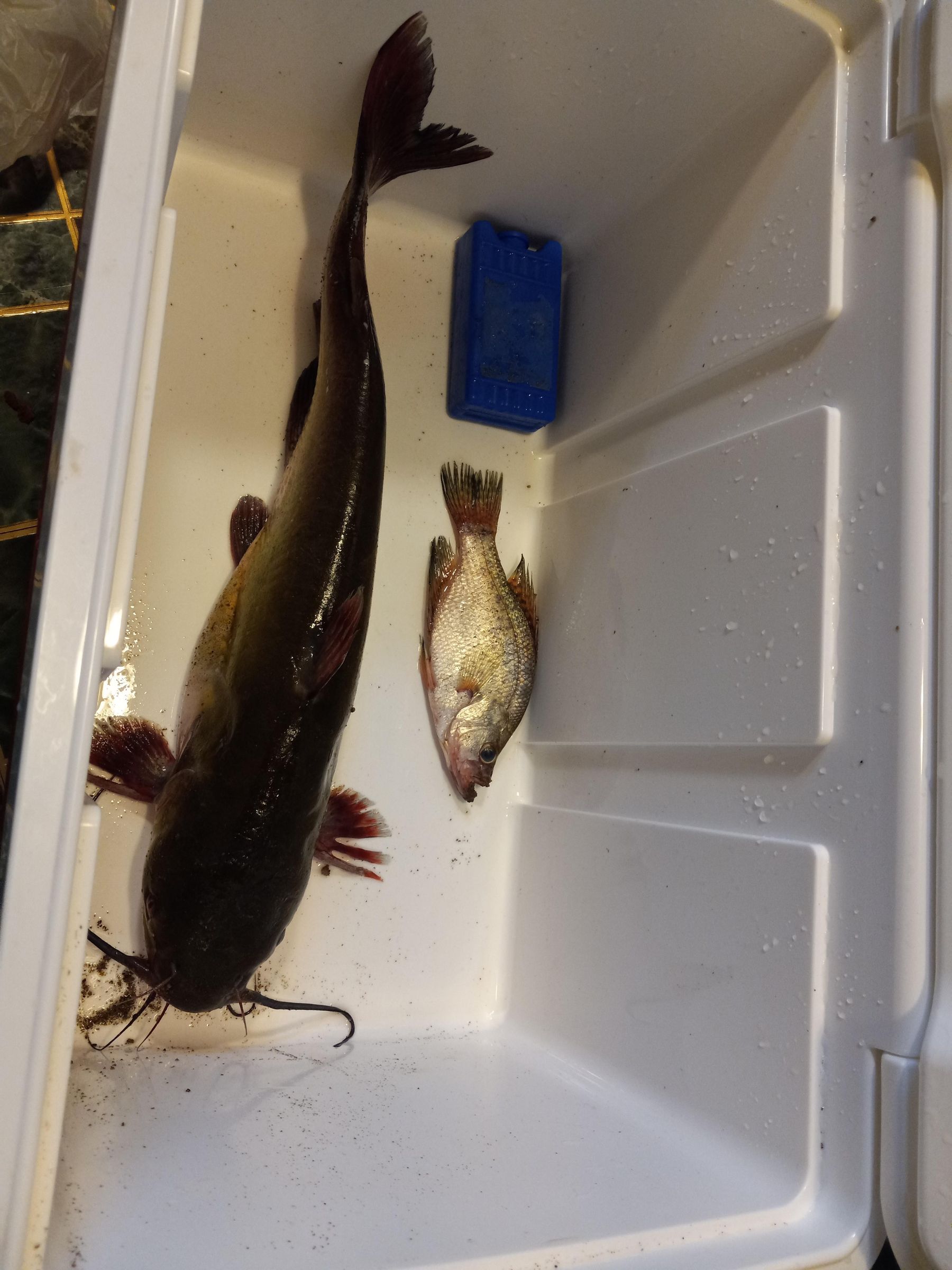 Catfish Noodles... A.k.a. Jug Lines 13 Steps (with Pictures) Instructables