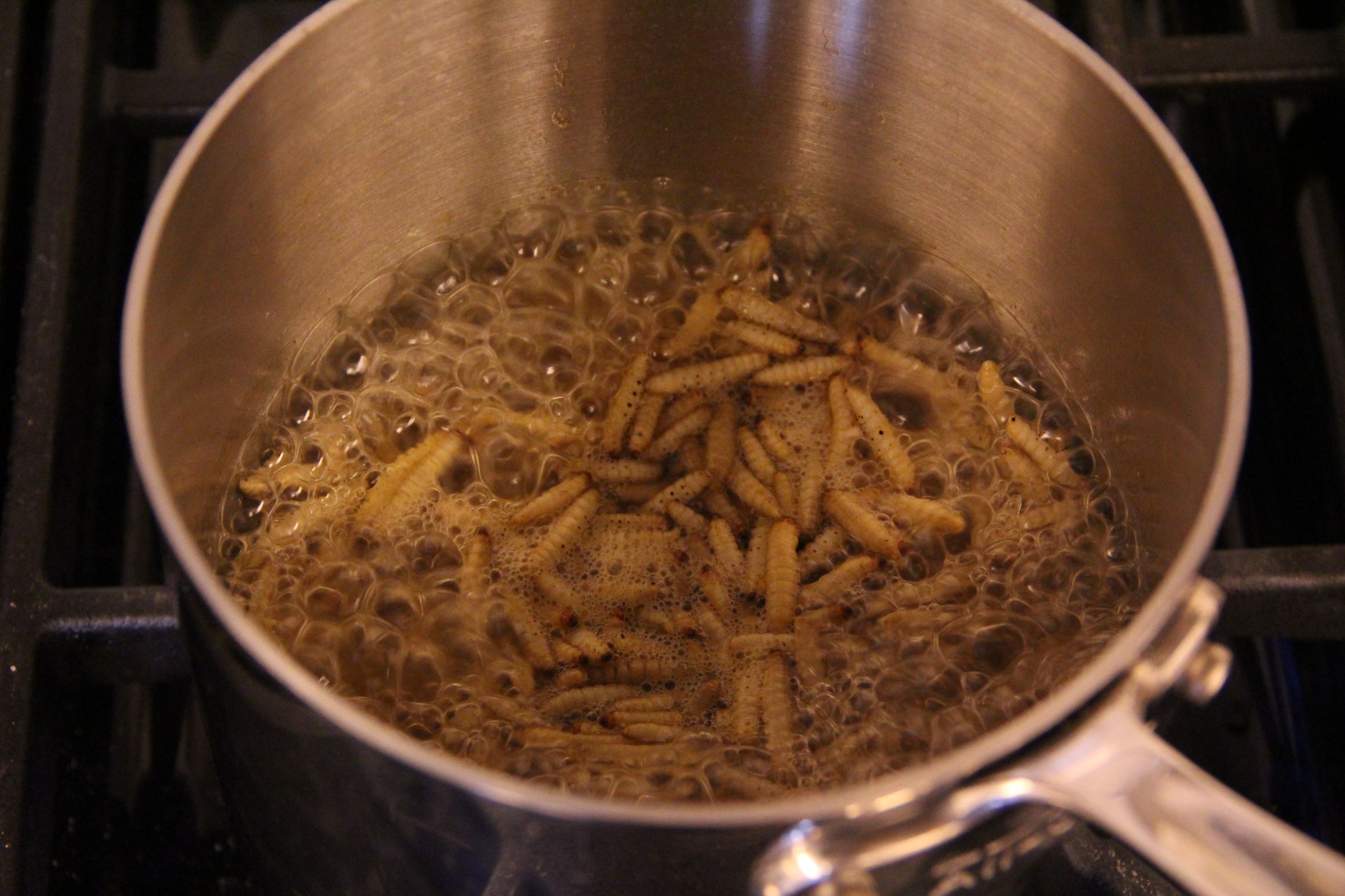 Insects for FoodPrep. 101 11 Steps (with Pictures) Instructables