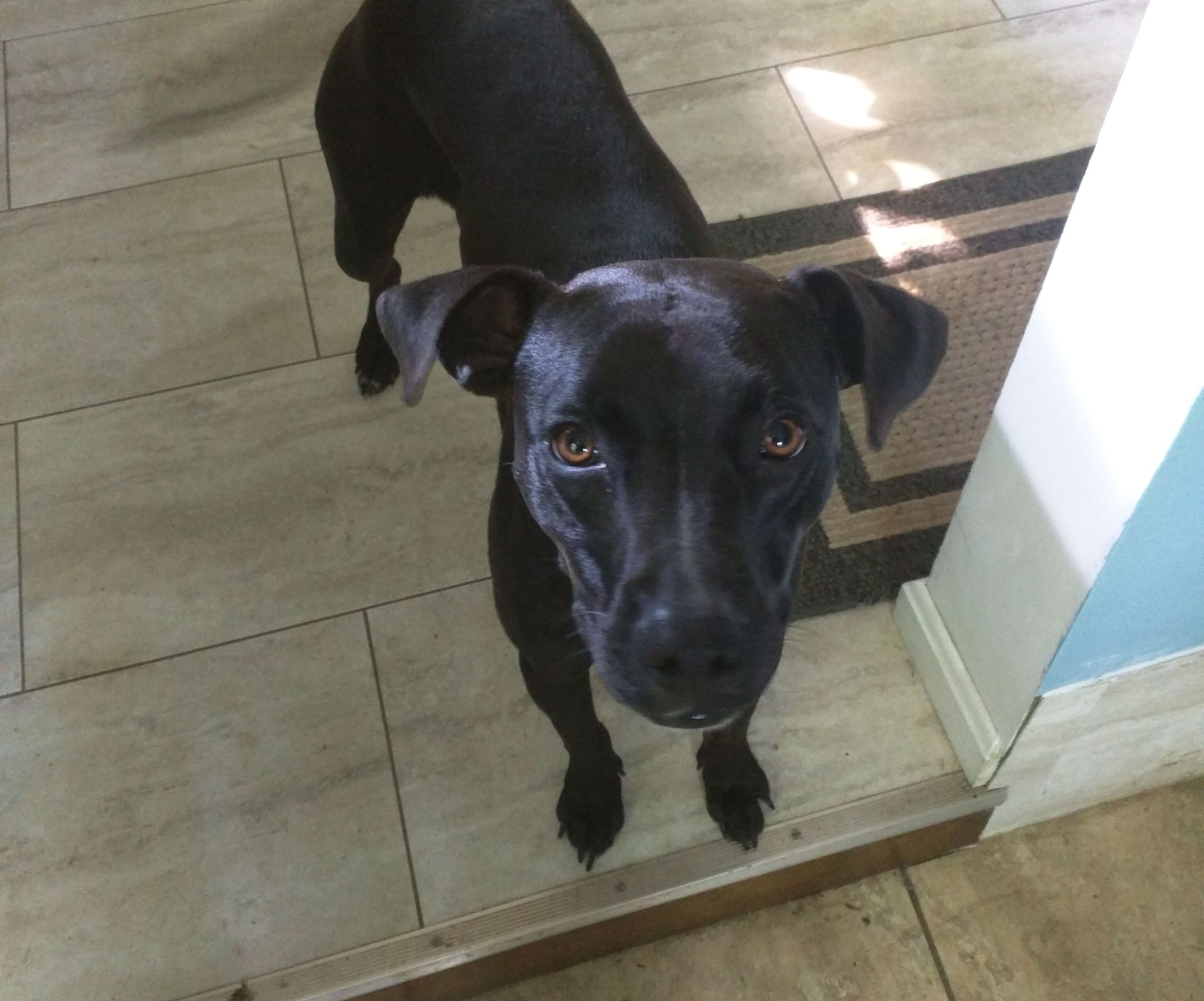 Dog Barrier for Truck