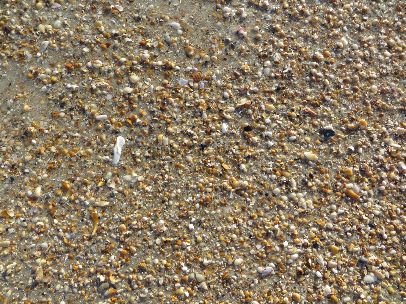 How to Find Shark Teeth : 10 Steps (with Pictures) - Instructables