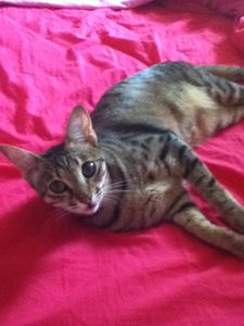 Teaching Your Cat to Sit on Command