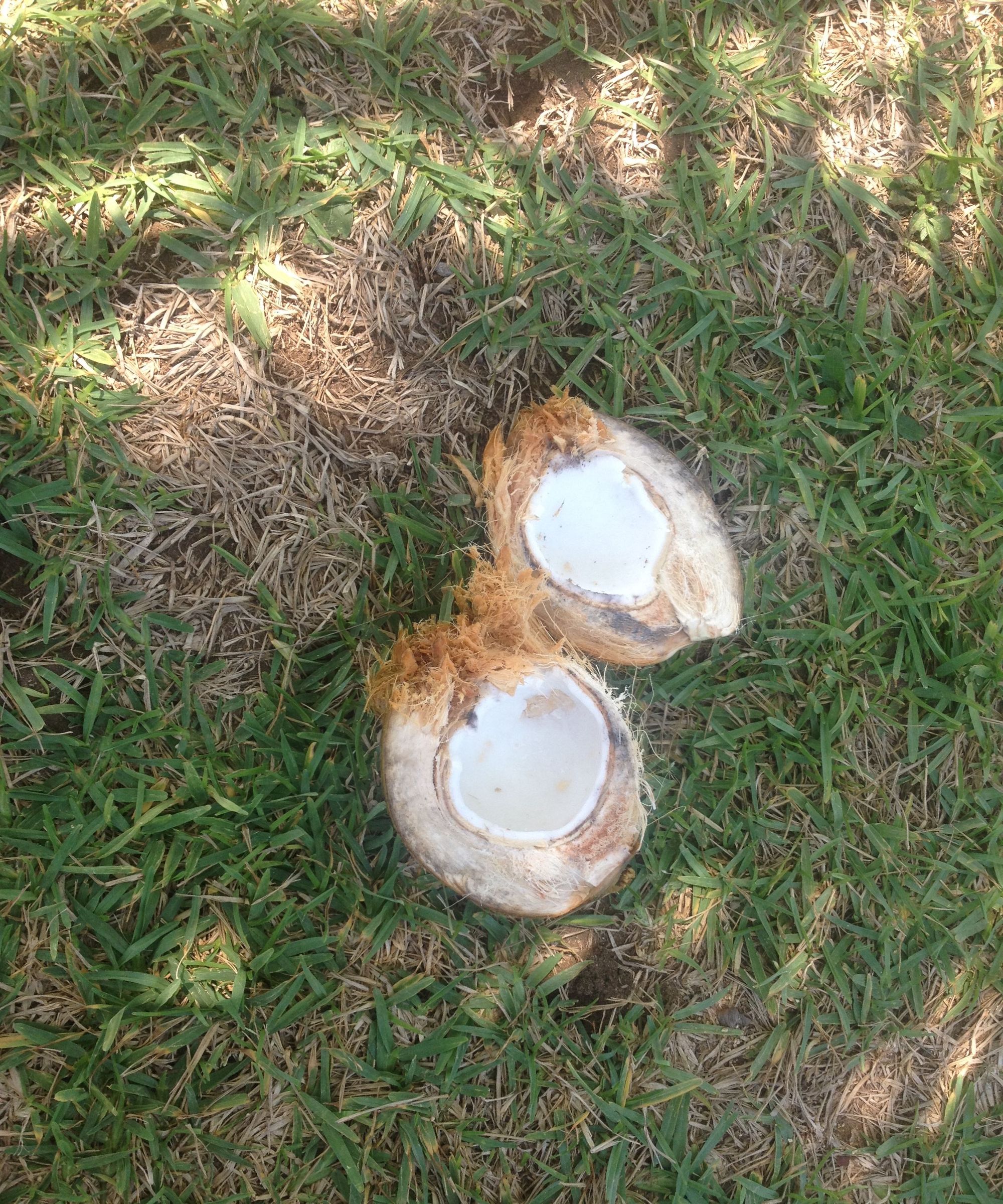 Open a Coconut by Hand Without a Machette