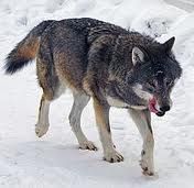 wolf996