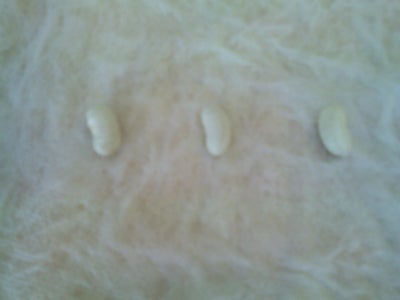 Beans!