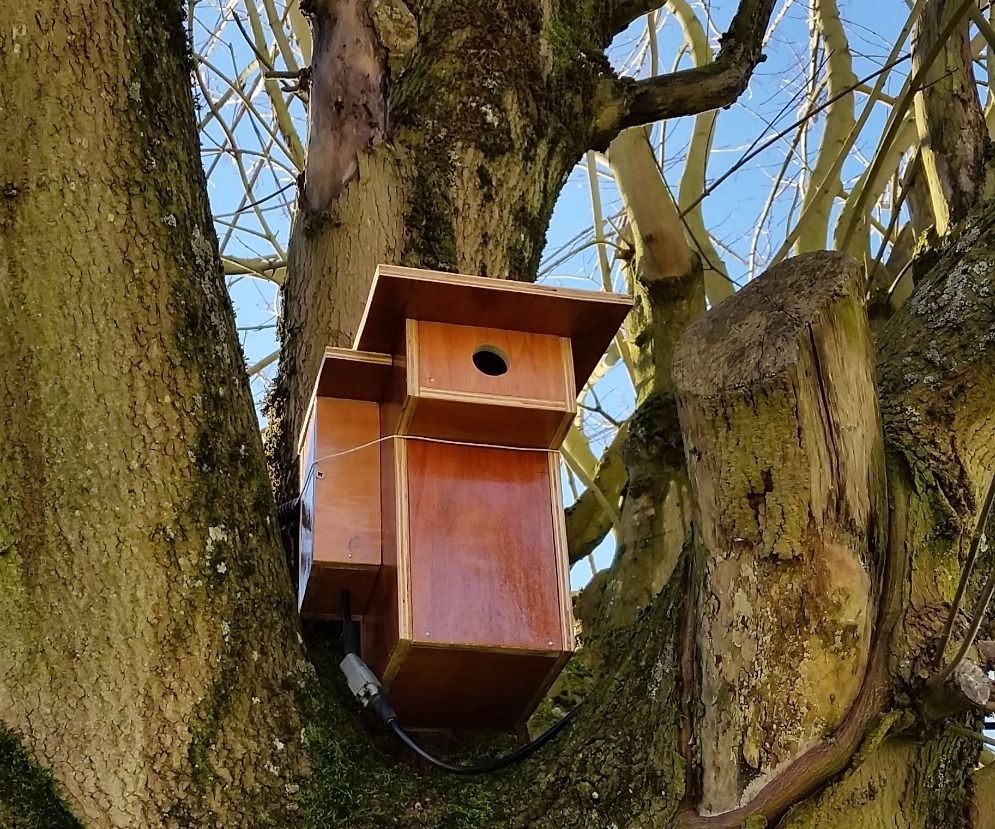 Raspberry With Cam in Birdhouse