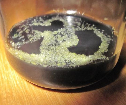 Sowing Orchid Seeds