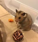 Hamster Wheel Tachometer