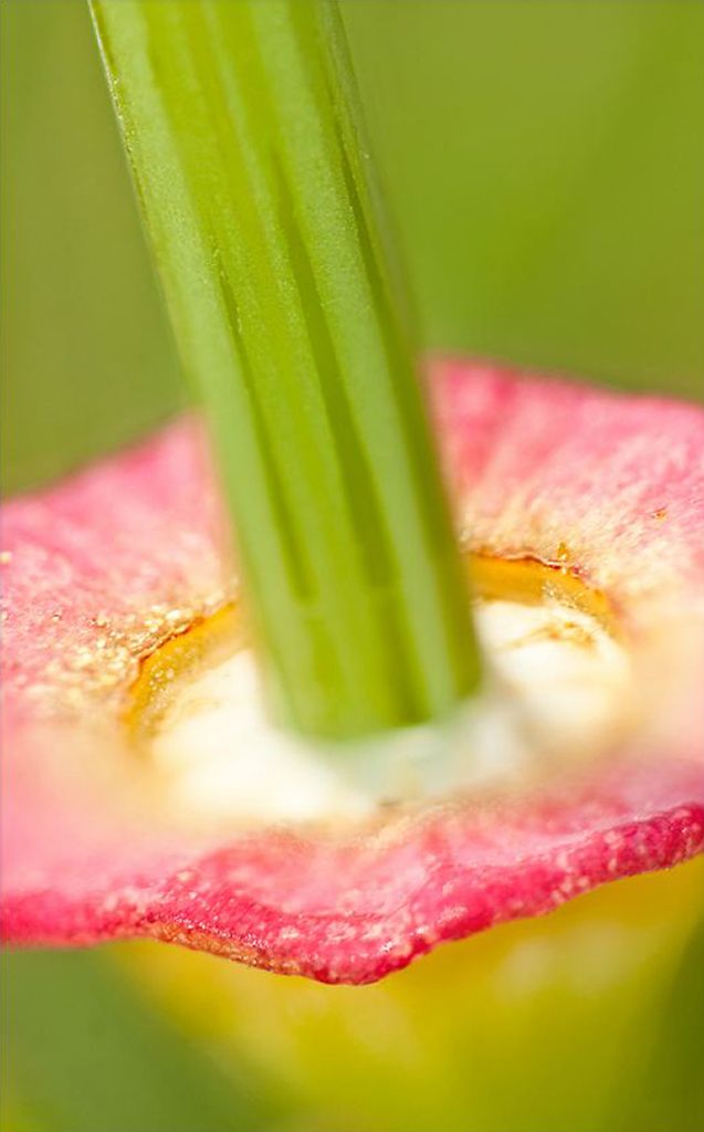 Creating Successful Photographs - Basic Composition