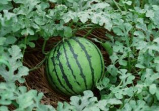 Grow Delicious Fruits for Summer Fun