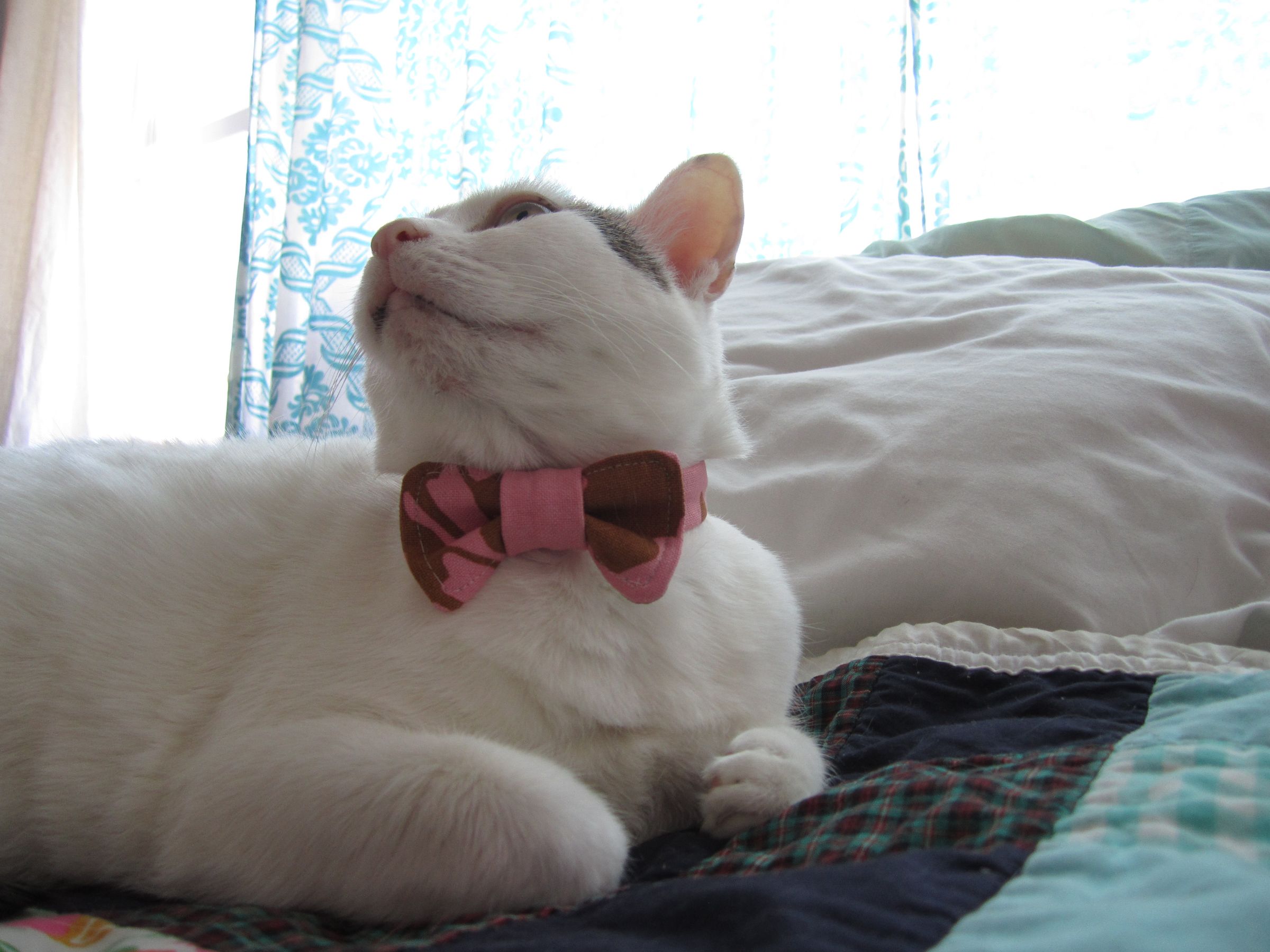 diy cat bowtie