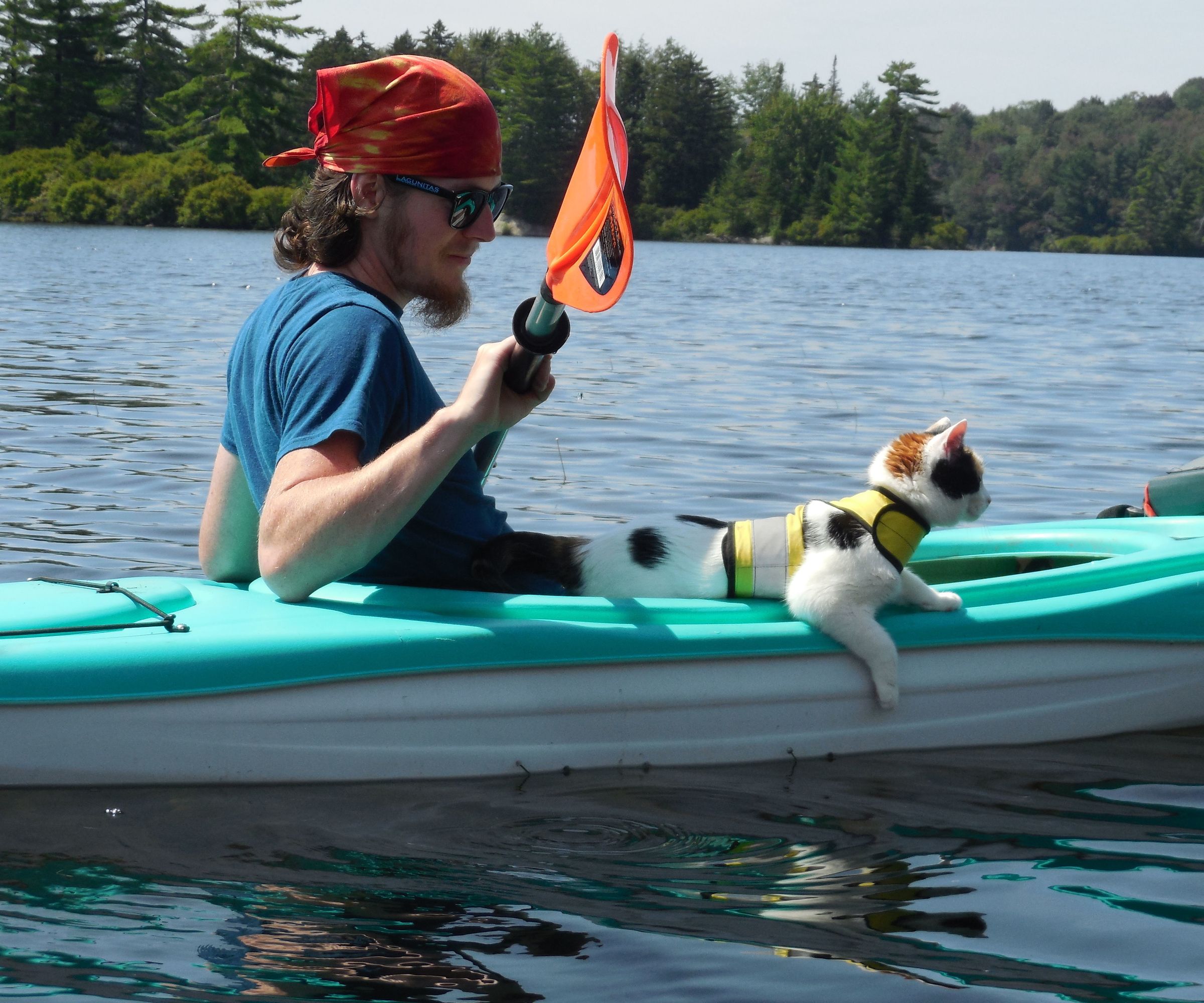 The Adventure Cat