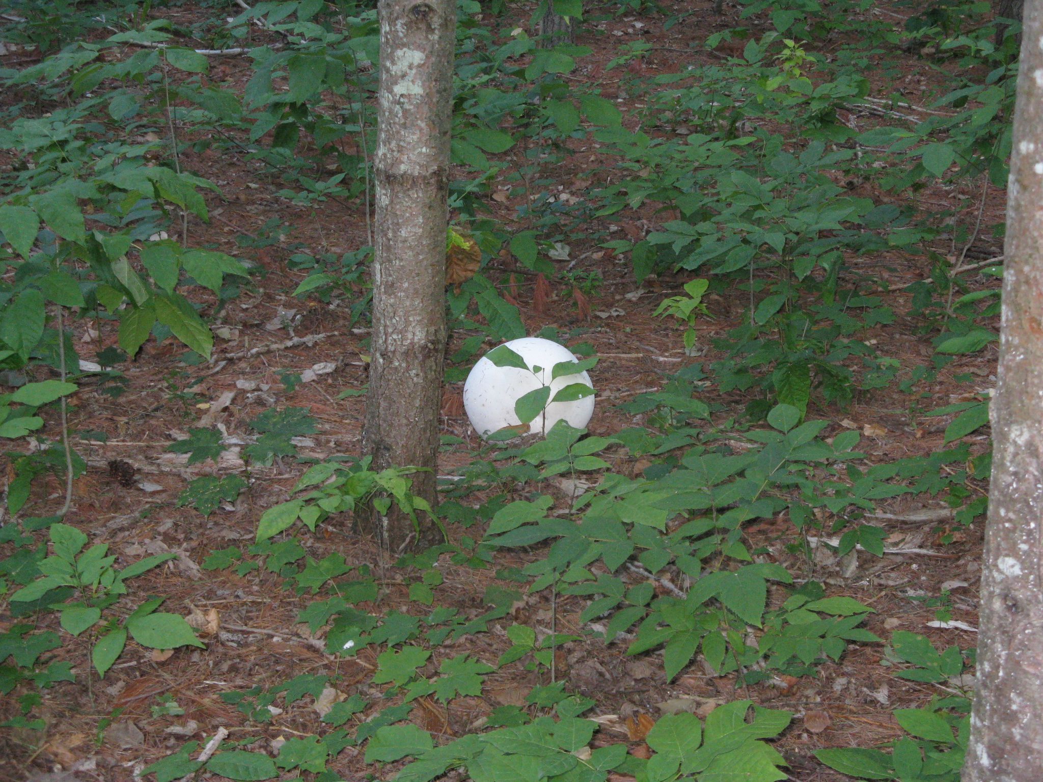 Cream of Giant Puffball Soup : 7 Steps (with Pictures) - Instructables