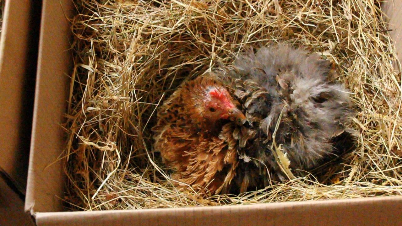 Hatching Quail - Choosing a Mother Hen. Cailles - Choix De Mère Poule. Codorniz - Elección De Gallina