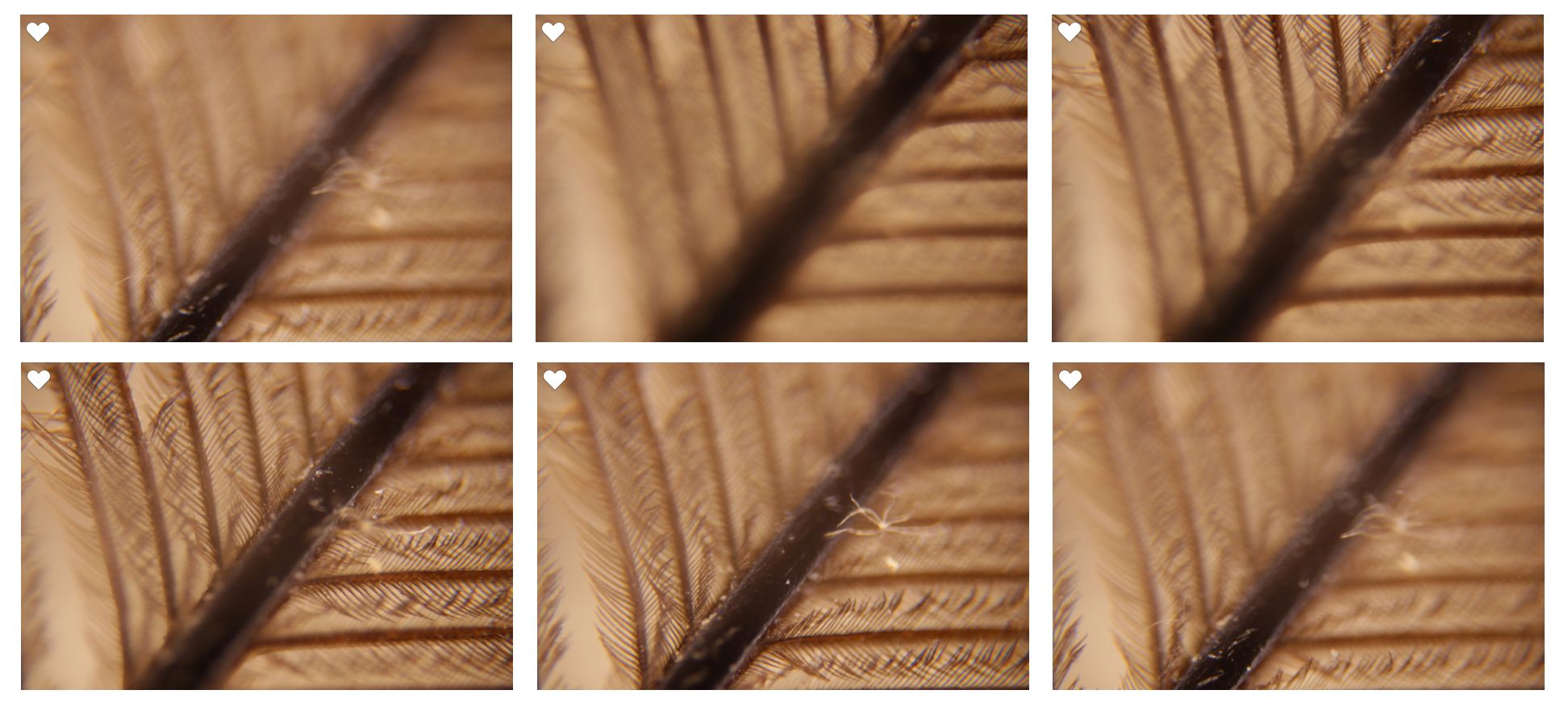 DSLR Microphotography : 12 Steps (with Pictures) - Instructables