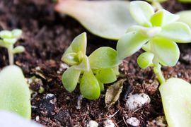 How to Propagate & Grow Succulents From Leaves : 8 Steps (with Pictures) -  Instructables