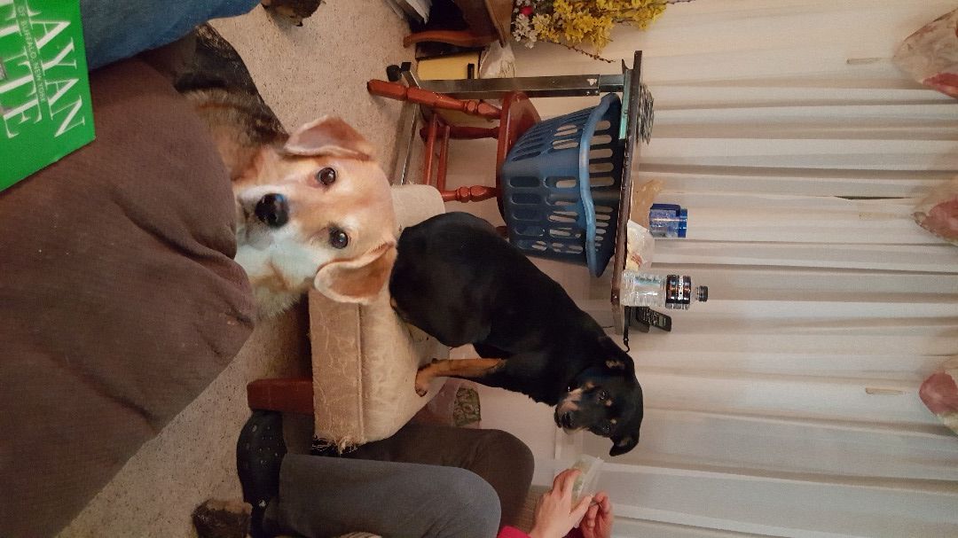 Oatmeal Bath for Dogs (with Pictures) Instructables