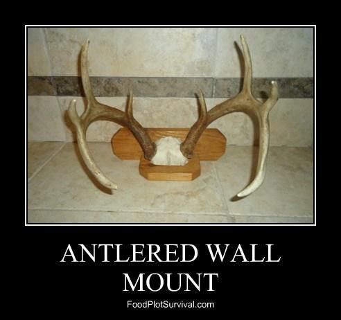 Whitetail Deer Antlered Wall Mount