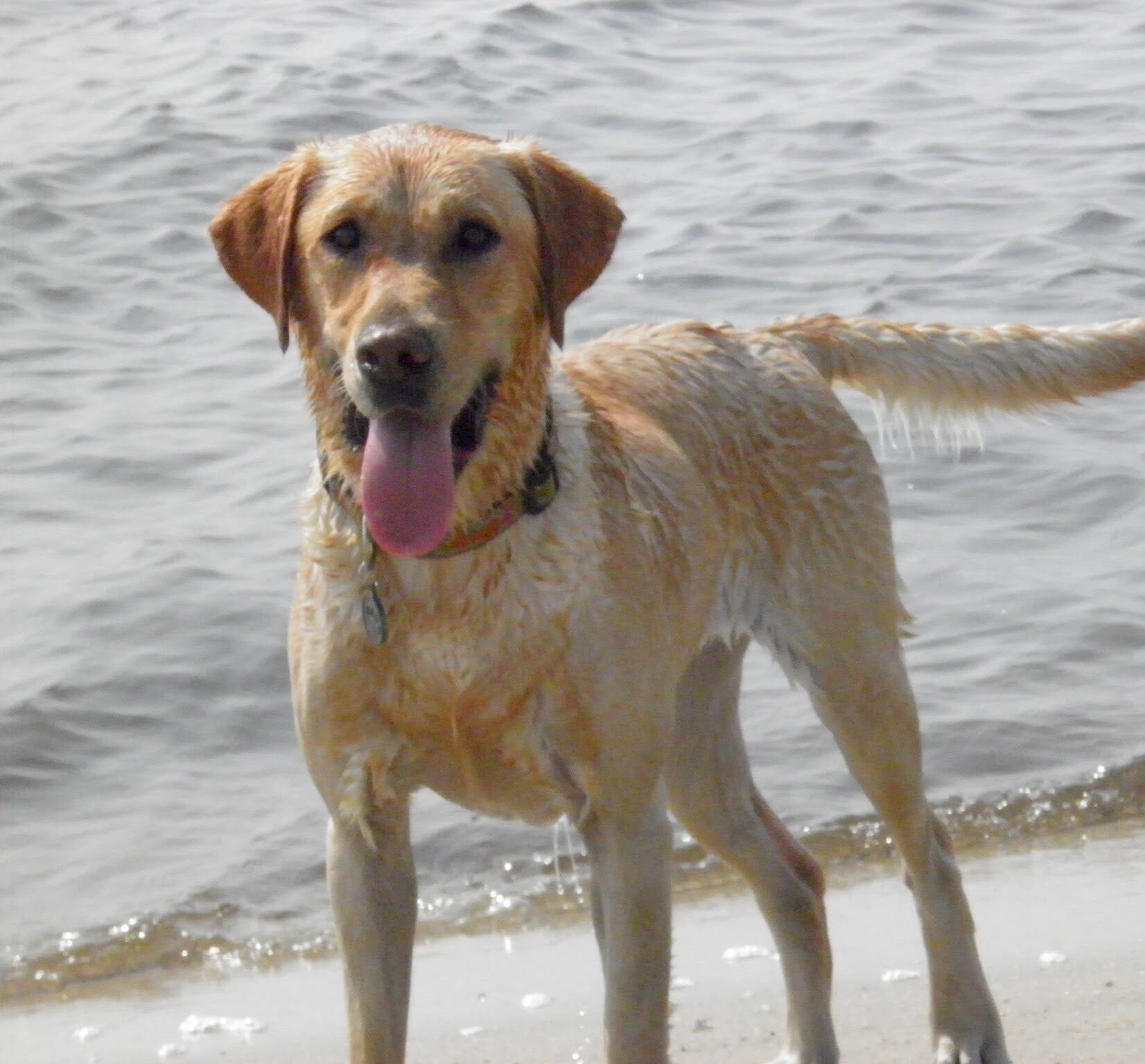 Dog Photography