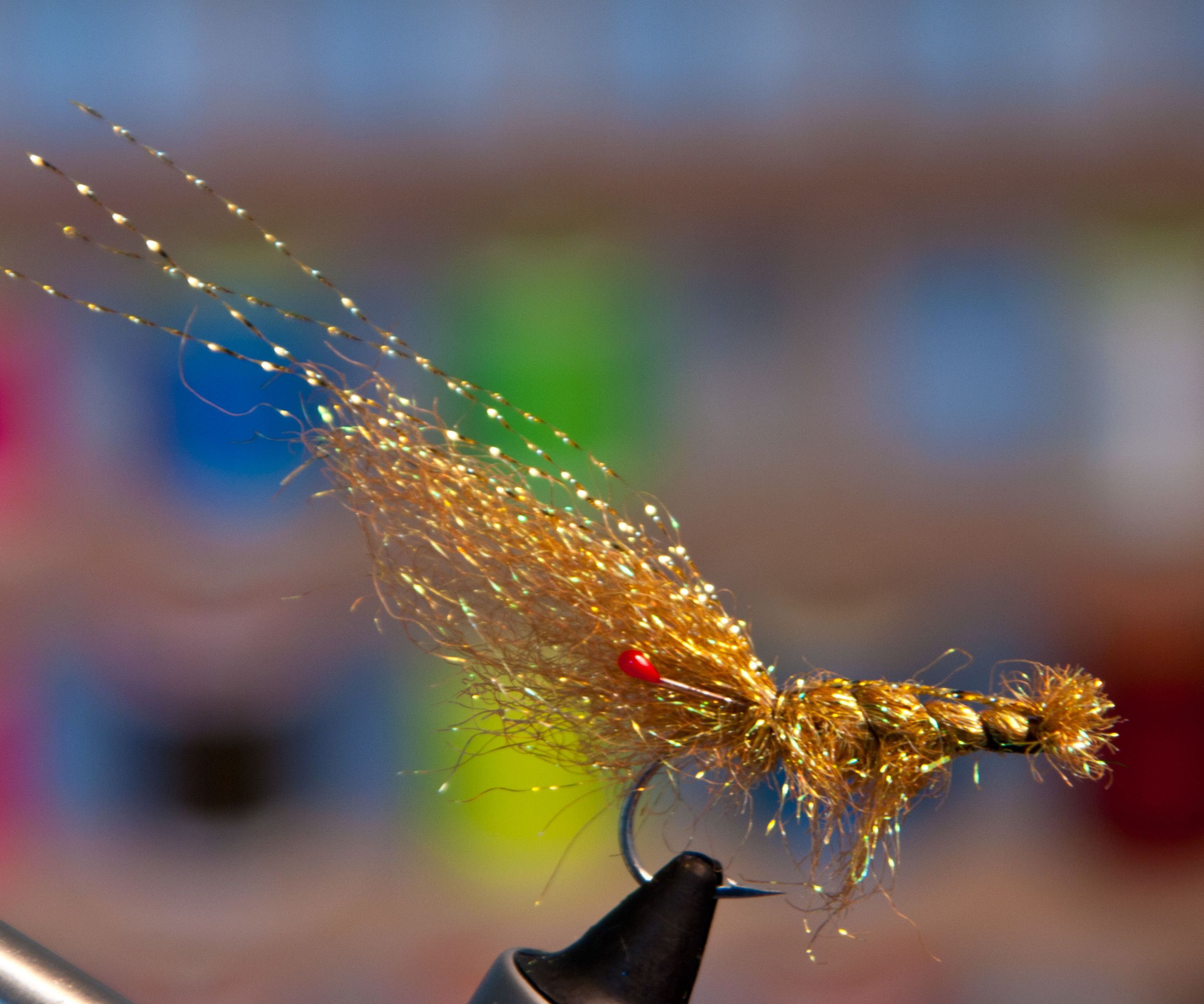 Starburst Brown Shrimp