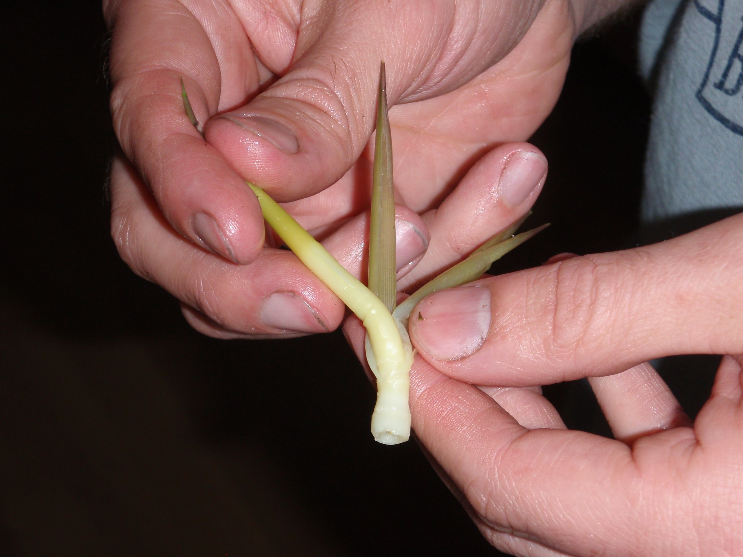 Eat Invasive Species: Phragmites