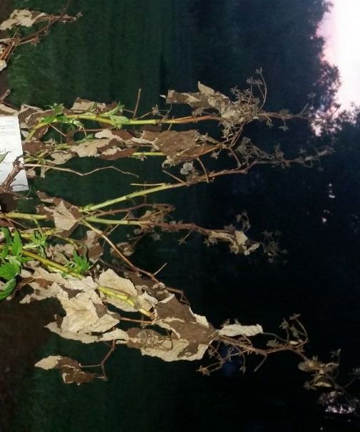 Planting a raspberry bush