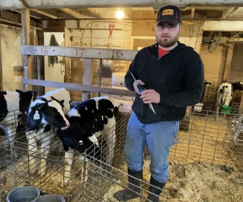 Vaccinating Calves